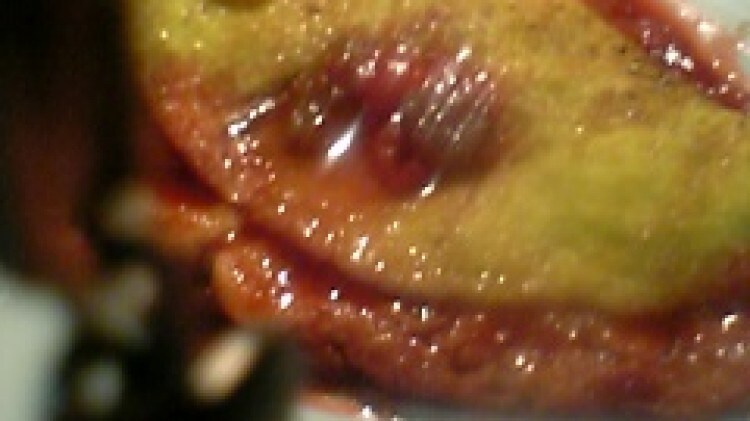 Creola alle fragole